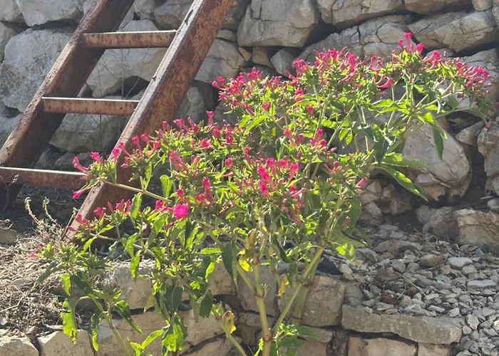 Stiniva House Villa *