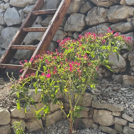 Stiniva House Villa *